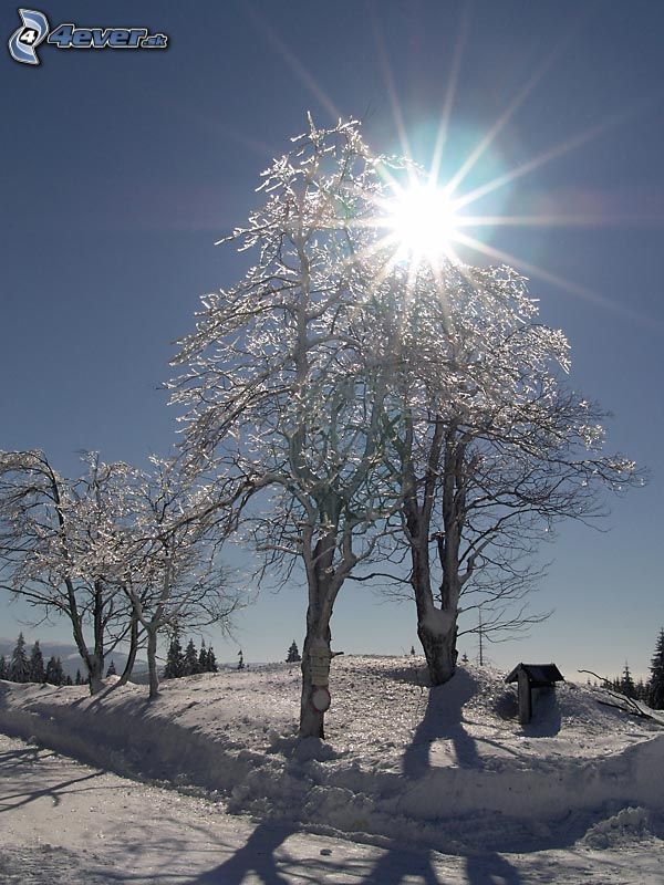 [obrazky.4ever.sk] zima, strom, slnko, sneh 5232135.jpg